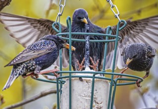 Feeding birds
