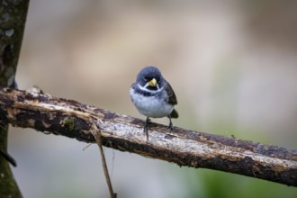 Close-up of a Double-collared seedeater perched on a branch, against defocused background, side