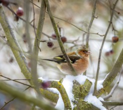 Closeup of a male chaffinch sitting in a snow covered apple tree