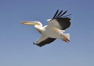 Low flying pelican with blue skies of the Namibia coast