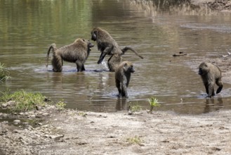 Side view of two fighting baboons in the river