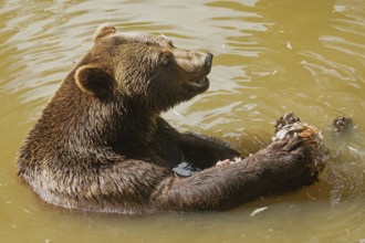Brown bear with open mouth sitting in water looking right