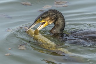 A large eel struggles to escape from a great cormorant (Phalacrocorax carbo)