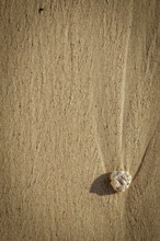 Vacation Image Of Single Piece Of Coral On A Sandy Beach