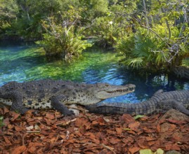 Crocodile in Mexico Riviera Maya lagoon photomount