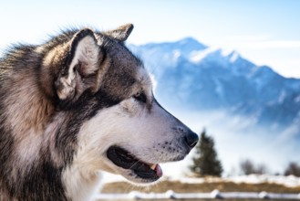 Alaskan malamute close-up of the head