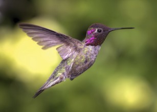 Anna#39, s Hummingbird in Flight, Color Image, Day