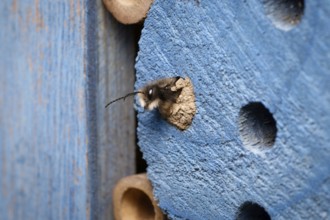 A horned mason bee hatches from its clay-sealed brood cavity in an insect hotel in early March
