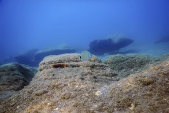 Underwater Scene Sunlight, fish Underwater Life