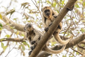 Black howler (Alouatta), juvenile, Pantanal, inland, wetland, UNESCO Biosphere Reserve, World