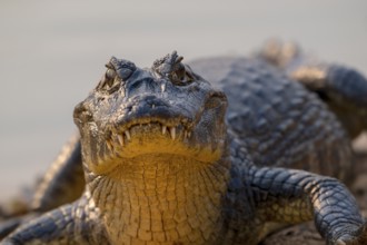 Caiman (Caimaninae), Crocodile (Alligatoridae), crocodile (Crocodylia), animal portrait, eye