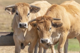 Two Aubrac cows together in pasture in summer. Aubrac, France, Europe