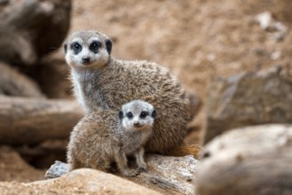 A vertical shot of a cute meerkat sitting on a wood piece. Meerkat or suricate adult and juvenile
