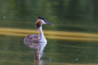 Great crested grebe fishing in a lake. Great crested grebe in the morning sun