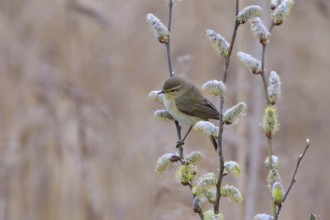 Common chiffchaff in spring