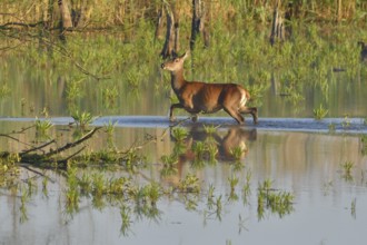Red deer in Lusatia, near Foerstgen. Red Deer (Cervus elaphus) Germany, Germany, Europe