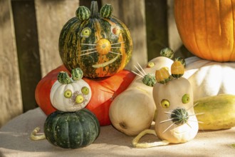 Several pumpkins differently carved and painted, representing funny cat faces, borken, münsterland,