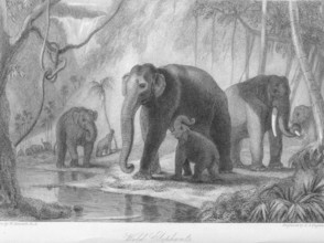 Wild Elephants and young, India, Asia