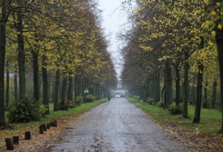 Zemst, Flemish Brabant, Belgium, 11 19 2022, Tree lane at the Ruben Castle domain, Europe