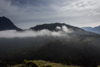 Fog in the mountain forest