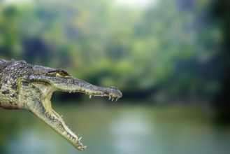 Crocodile photomount in Riviera Maya of Mayan Mexico