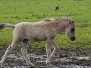A young foal runs across a wide, green and muddy pasture, merfeld, münsterland, germany