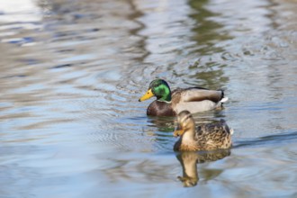 Wild ducks Mallard Male and Female Anas platyrhynchos