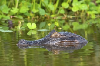 Spectacled caiman (Caiman crocodilus yacara), Crocodile (Alligatoridae), crocodile (Crocodylia),