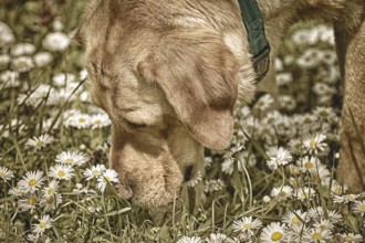 Dog sniffing chamomile flowers in the field Varna, Bulgaria, Europe