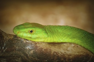 Eastern Green Mamba on the Branch of Tree Varna, Bulgaria, Europe
