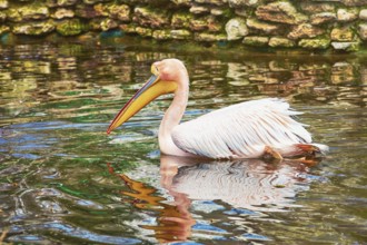 Pink Pelican Swims in the Pond Varna, Bulgaria, Europe