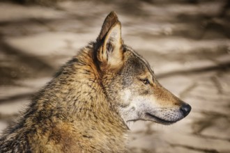 Portrait of the Wolf Looking Ahead Varna, Bulgaria, Europe