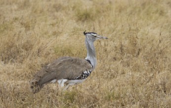 Kori Trappe, Ngorongoro Crater, Tanzania, Africa Tanzania, Africa