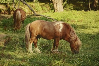 Two ponies on the pasture near forest Devnja, Bulgaria, Europe