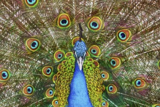 Portrait Of The Peacock During Courtship Display Varna, Bulgaria, Europe