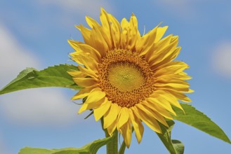 Blooming Sunflower with Bee on It Bulgaria