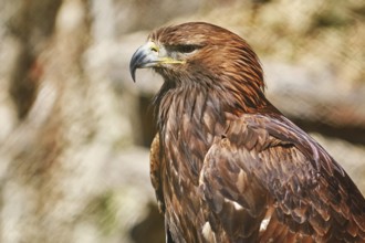 Close up Portrait of Golden Eagle (Aquila Chrysaetos Canadensis) Varna, Bulgaria, Europe