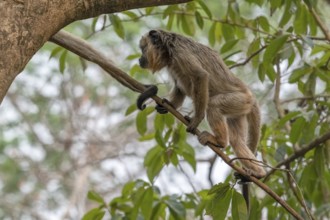 Black howler (Alouatta), juvenile, Pantanal, inland, wetland, UNESCO Biosphere Reserve, World