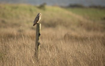Wild Owl in Nature, Color Image, Northern California, USA, North America