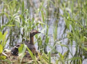 Horned Grebe and babies in Saskatchewan Canada