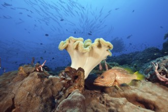 Pointed grouper in the reef, Anyperodon leucogrammicus, Kimbe Bay, New Britain, Papua New Guinea,