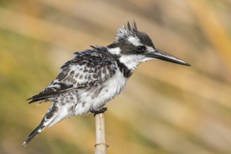 Grey kingfisher, (Ceryle rudis), Alcyon pie, family of kingfishers, animals, birds, Israel, Asia