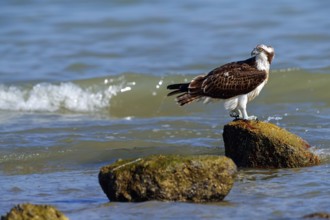 An osprey looking for food, (Pandiaon haliaetus), family of birds of prey, biotope, habitat,