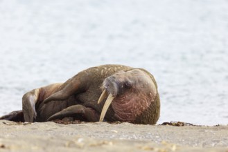 Walrus, (Odobenus rosmarus), (Trichechus rosmarus), animals, mammals, Spitsbergen, Longyearbyen,