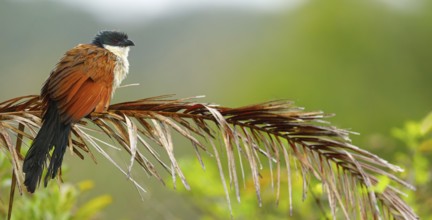Tiputip, White-browed Coucal, (Burchells Coucal), Centropus superciliosus burchelli, White-browed