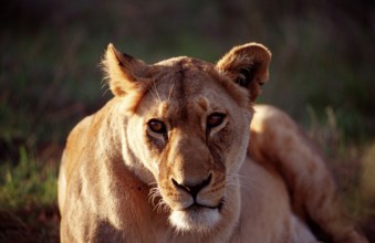 Female lion, lion, Panthera leo, South Africa, Schotia Game Park, Africa