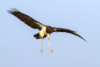 Abdim's stork, rain stork, Abdim, (Ciconia abdimii), African stork species, family of storks,