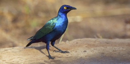 Purple glossy starling, (Lamprotornis purpureus), Africa, Gambia, Tendaba camp / Tendaba photo hid,
