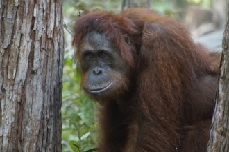 Animal, animals, mammal, mammals, orangutans, Borneo, primates, great apes