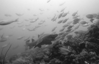 Sand tiger, Odontaspis taurus, South Africa, Port Elizabeth, Ibhayi, Madiba Bay, Indian Ocean,